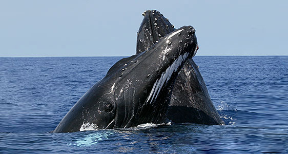 Whale-Watching-Samana