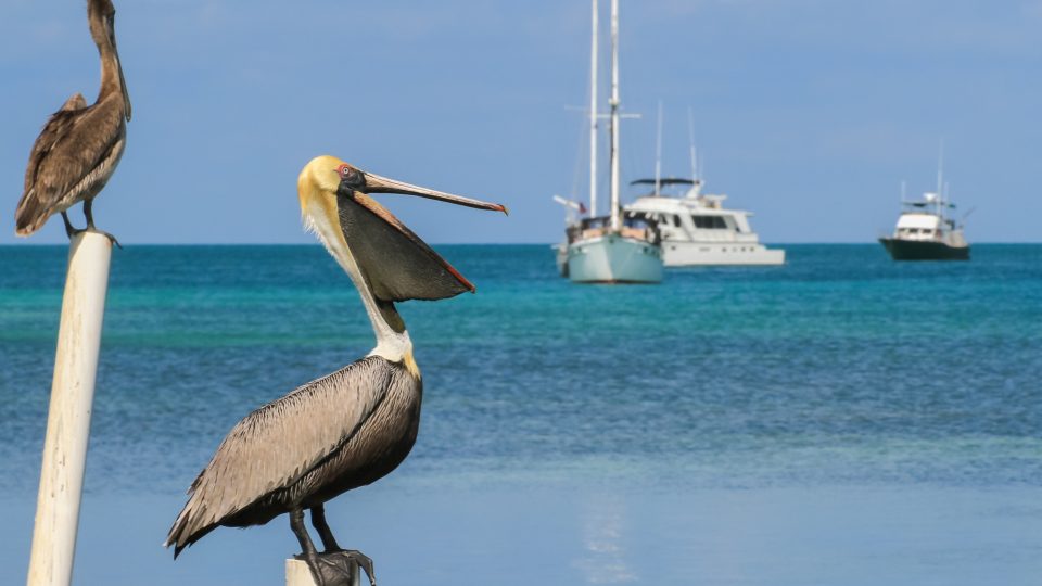 Belize Sailing Vacation