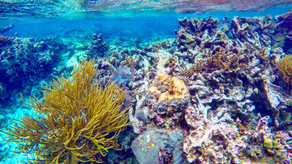 Snorkeling in Caye Caulker Belize